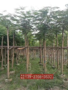 �P�˘��؏�12���� �V�|���P���� �G������ �������̘��� �P��ľ��