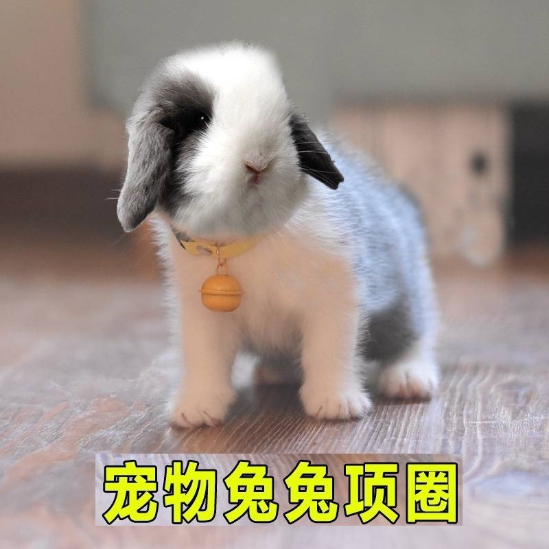 Rabbit, choker, protective small bell, scarf, pet
