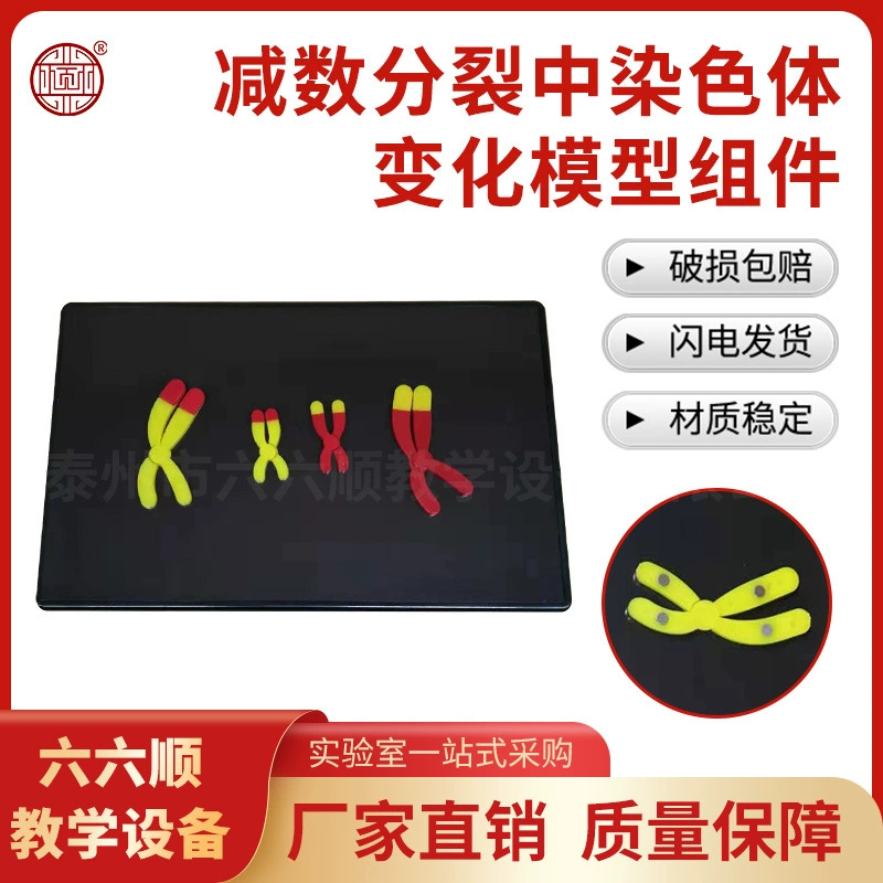 33305 Компоненты модели изменений хромосом в мейозе Производитель биологических учебных инструментов на продажу