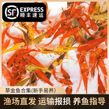 草金鱼活鱼观赏鱼锦鲤鱼苗淡水鱼冷水鱼小型活体小金鱼