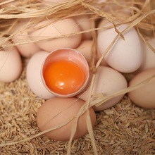 新鲜土鸡蛋农家散养农村自养鸡蛋笨鸡蛋柴鸡蛋批发厂一件批发工厂