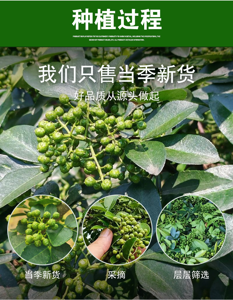 Green Sichuan Peppercorn (Zanthoxylum armatum) — Grade 1 Sichuan Ma Jiao, Bulk 500g preparation