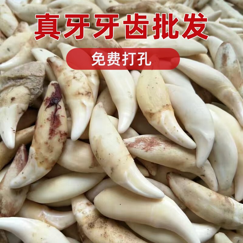 Dog Tooth Necklace Black Dog Tooth Pendant Xizang Mastiff Tooth Head Accessories Wholesale Jewelry Real Tooth Wolf Dog Tooth Pendant Bracelet Foot