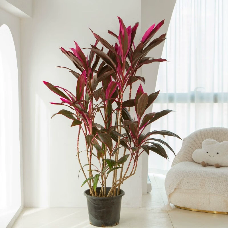 Красный лист калатеи и фиолетовый бамбук в горшке для гостиной, листва, большое зеленое растение, удаление формальдегида, можно выращивать в воде и легко ухаживать в любое время года.