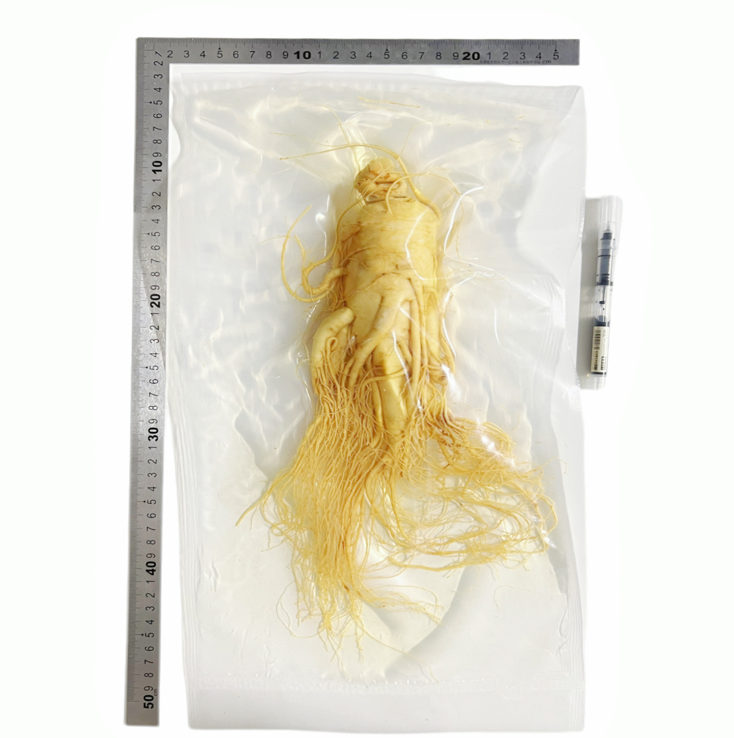 【鮮人参】長白山人参卸売メーカー直販 東北特産新鮮人参 酒漬け人参 生人参