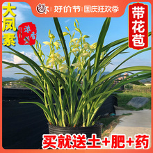 һlm P mļmؼmֱNGֲm