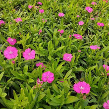 �ݻ�����ʯ���е��G�����@�������_�m��ɫ���޸��ݱ���ɫϵ�^��