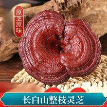 Lɽ`֥؛|·Ұ`֥ݾݲҜl