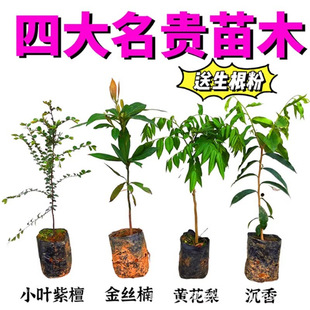 ���F��ľ��z�ľ����������骳����Ĵ�Ʒ�NС�~��̴�㺣���S����
