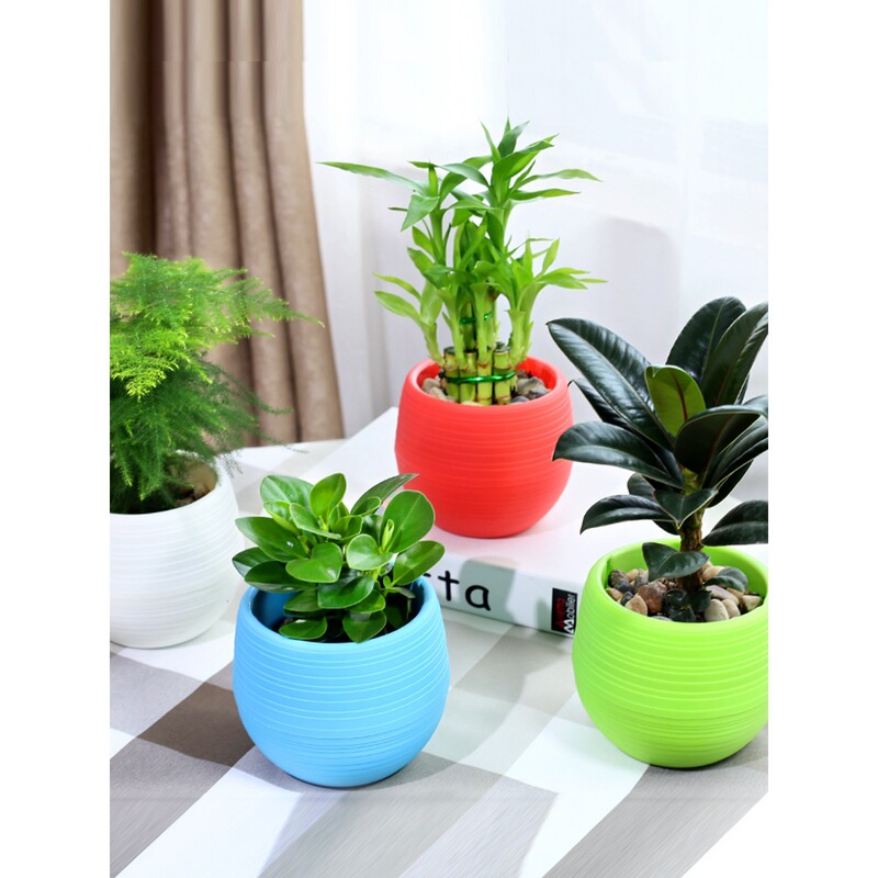 Money Tree, Gardenia, Asparagus, Pothos, Aloe Vera, Office Air Purification, Green Plants, Desktop Flowers, Hydroponic Plants