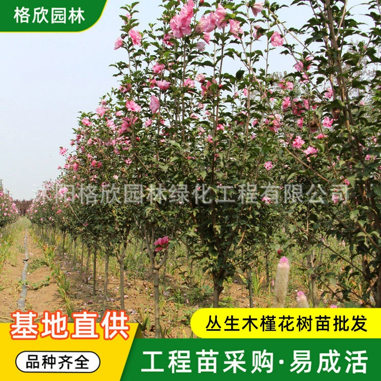 Кластеры саженцев гибискуса оптом саженцы двойного Красного гибискуса Озеленение саженцев Дорожные Ландшафтные деревья