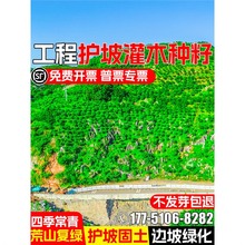 灌木草籽四季常青护坡固土边坡紫穗槐刺槐绿化矿山工程复绿草种籽