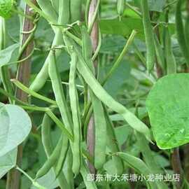 架豆王种子泰国特长无筋架豆青豆菜豆籽长芸豆四季豆爬藤蔬菜种子