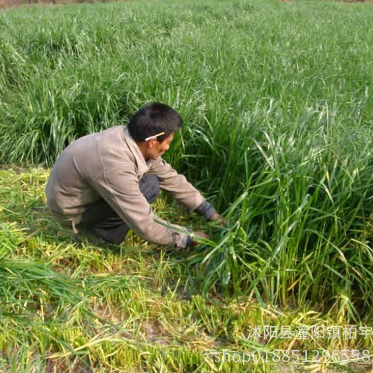 Многолетние семена райграса импортировали морозостойкие крупнолистовые семена кормовой травы четырехсезонное разведение курицы, утки, гусь, крупного рогатого скота, овец, семян травы карпа