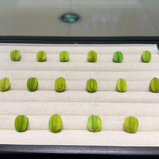 ��ʽ¹�Ǹ�������diy����ֹ��������K����������ִ����Ʒ��