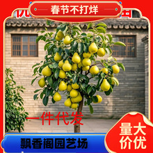 ��������������޽�����������O����ʺ�ɳ������Ϸ������N