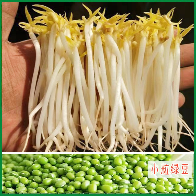 ll发豆芽绿豆生豆芽长绿豆芽小粒中粒水培发芽豆可食|undefined