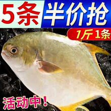 【顺丰速运】大号金鲳鱼鲜活速冻海鲜水产新鲜海鱼银鲳鱼海鱼金昌