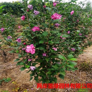 �ذ�ľ�Ȼ����҃�����ͥԺ�ͺ����ֲ�﹤�̾G����ľ����ľ�Ș���