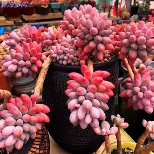 ����ֲ���҃Ȏ���M��С���Ծ�Ʒ���F��¶�Ϙ����w���B��ܾGֲ