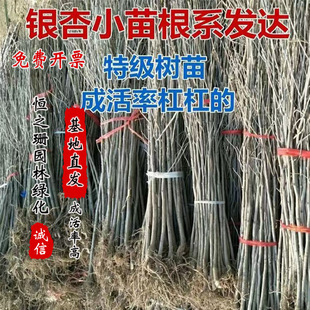 �������l�y�Ә��� �׹���С���� �y��С�� ���󃞻� ����������ľ