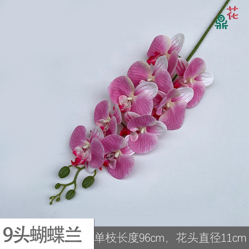 9 phalaenopsis GFG #41 핑크