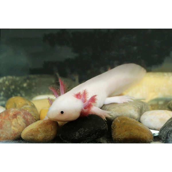 4-7 cm white jade dragon 1 free tweezers feed water purifier