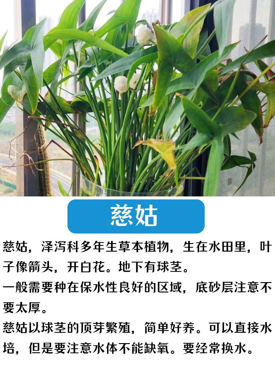 水生植物慈姑种苗茨菇苗燕尾草挺水水草湿地鱼缸池塘净化花卉种球-阿里巴巴