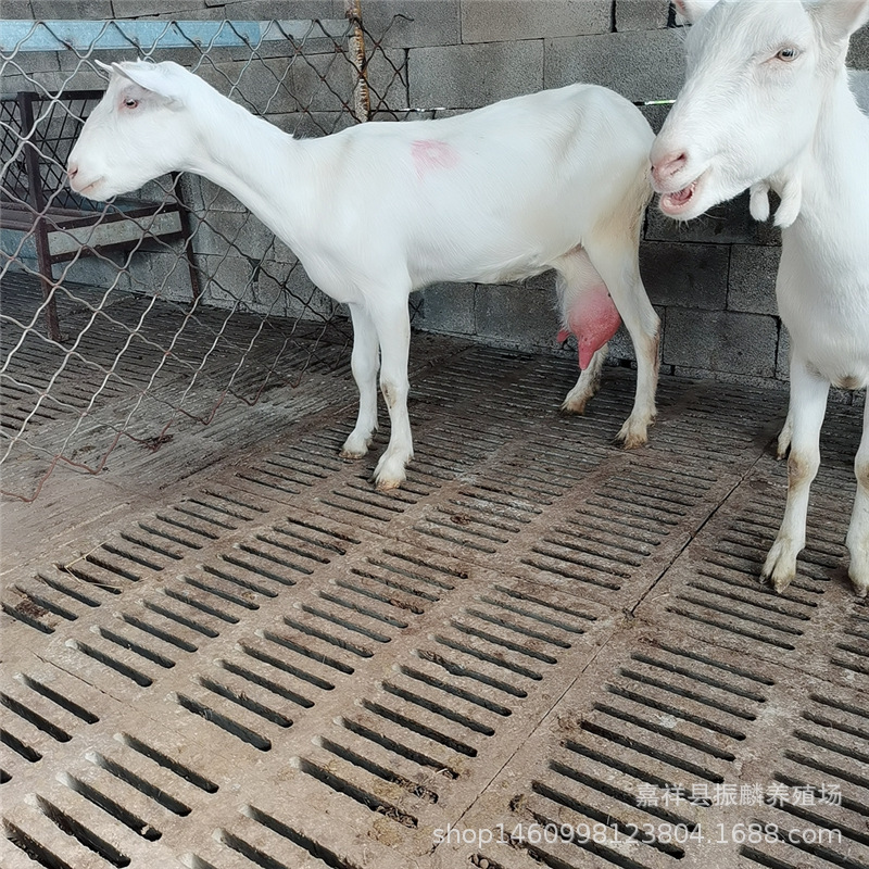 How Much Milk Does a Goat Produce Every Day? Selling First-Lap Pregnant Goat Milk Goat Lamb