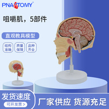 PNT-0354�׽���5���� ��沿���ʼ����񾭶����� ҧ��򨼡