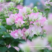 ڻذ÷ԎͥԺϘļ_GяSֱl