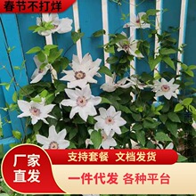 ��ɽ�F��ɏ����������ֲ������ɫ�ΰ���ٱ����ܟo�������͟�