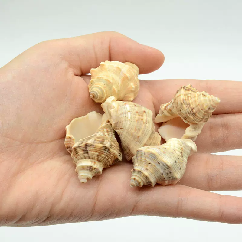 天然海螺贝壳 黄口螺一斤鱼箱水族摆件 寄居蟹替换壳小号海螺DIY