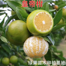 皇帝柑树苗 皇帝柑 桔子苗 贡柑苗 皇帝柑 桔苗 橘子树苗当年结果