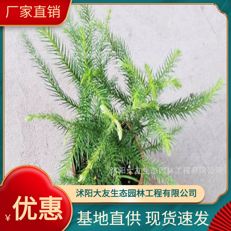 База оптом саженцы араукарии собственного производства озеленение живописных мест дорога садовая инженерия озеленение саженцев