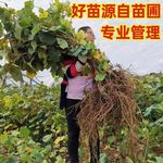 阳光玫瑰葡萄树苗盆栽包成活带土果树苗南北方种植葡萄苖当年结果