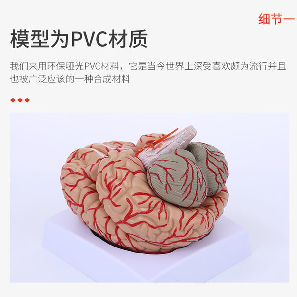 Brain model brain function regional color division model Human brain…
