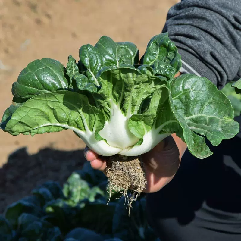 Семена молочной капусты, семена мелкой капусты, зеленые овощи, черная рапса, салат, овощи, посев в любое время года, летняя пасторальная ферма рапса