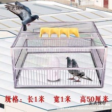 天落笼加密信鸽抓野鸽子户外笼只进不出捕鸽神器收鸽机跳笼麦太保