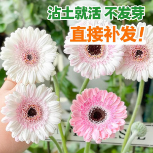 ���޾շN�ӷ��ɻ��ذ�ջ��N���̨�����ļ����^�G��ֲ�ﻨ�ܷN��