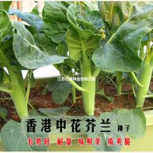 л{NӲ޷։wSٿڸд＾׻ļmN