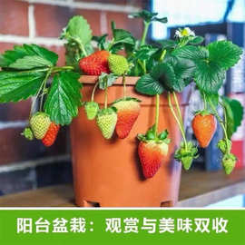 奶油草莓苗盆栽带盆带土种籽子可食用红颜四季结果阳台种植新苗秧