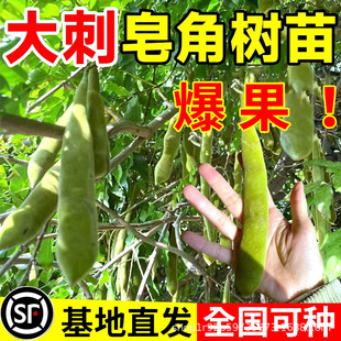 ���ǘ���@�־G���ϱ����ͺ��GֲͥԺ�ļ�ֲ��Ұ��ș�������Ǵ��