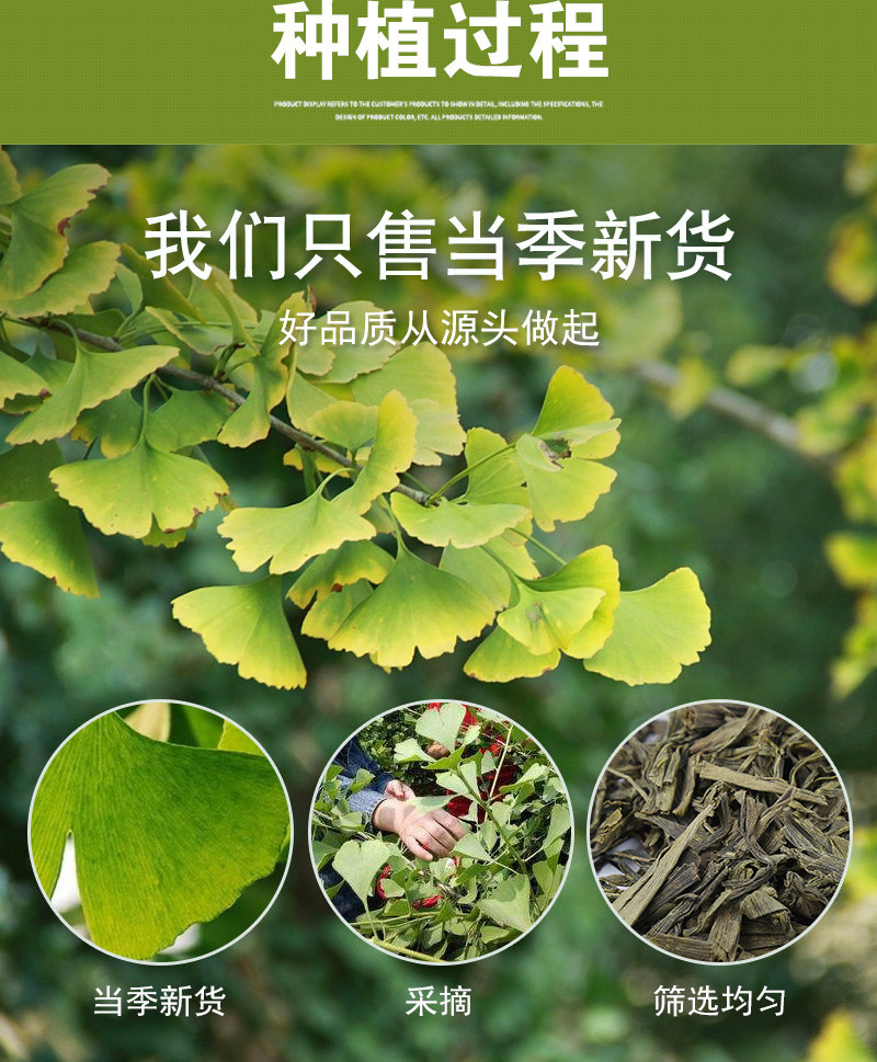 Ginkgo Leaf (Ginkgo biloba) — Dried Food-Herb Leaf for Herbal Tea, 500g Bulk preparation