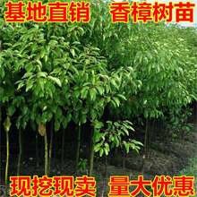 GľͥԺֲС~ļֲϱNֲ