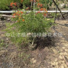 ��ɽ�G������P�G�����̵�·ͥԺֲ���쾰�B�o���^���܈@������