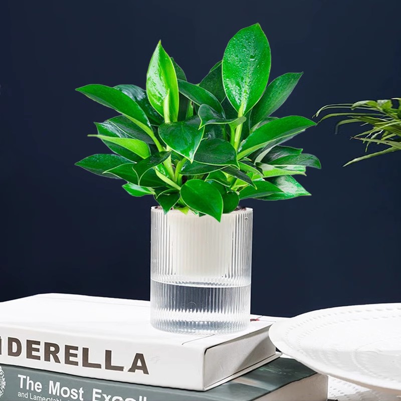 [인터넷 연예인 핫모델] 25-30cm 골든 다이아몬드 3개 + 광조수 흡수조 + 영양액