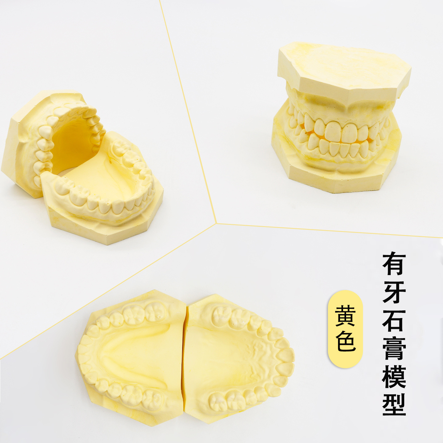 Modelo de yeso oral modelo de yeso dental enseñanza modelo de yeso dental modelo de yeso dental modelo de mandíbula superior e inferior modelo oral