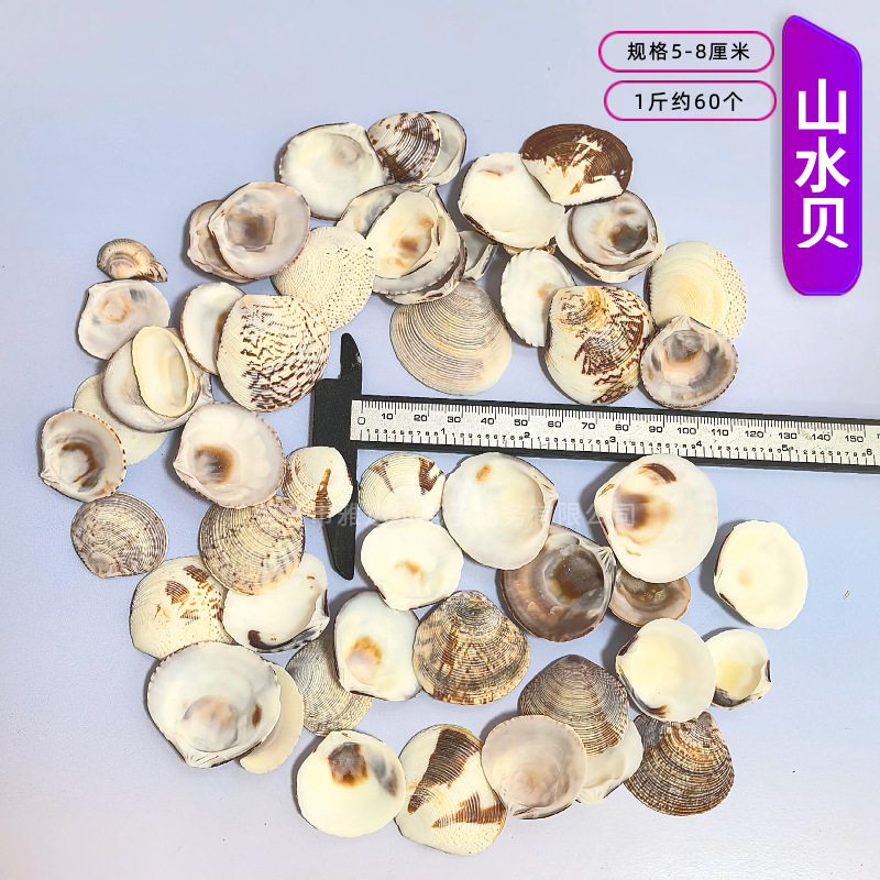天然法螺貝 卸売供給源 魚水槽造園 工芸品 消耗品 1-10cm シェル|undefined