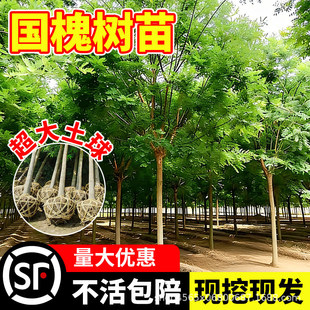 ��������e��ͥԺ�L�����G�������������ϱ����Nֲ�е����L����